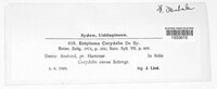 Entyloma corydalis image